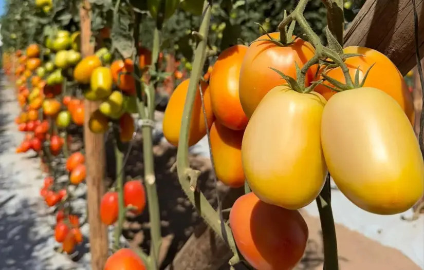 ¿Cuánto podría subir el precio del tomate por los aranceles de Estados Unidos? EE.UU. es el principal consumidor de tomate del mundo, por lo que sería el principal afectado por los aranceles. Foto: Revista Espejo