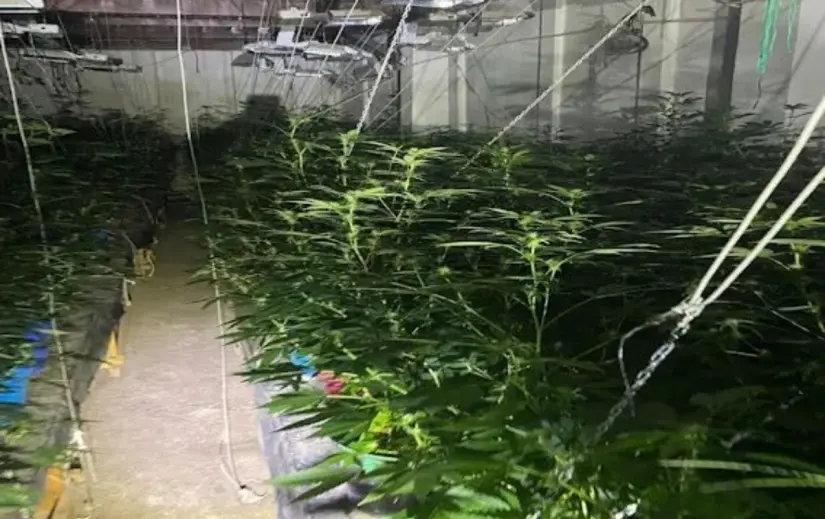 Golpe al 'huachicol' en Querétaro: aseguran 81 mil litros de combustible robado y tomas clandestinas En el lugar también aseguraron más de 900 plantas de marihuana. Foto: Cortesía