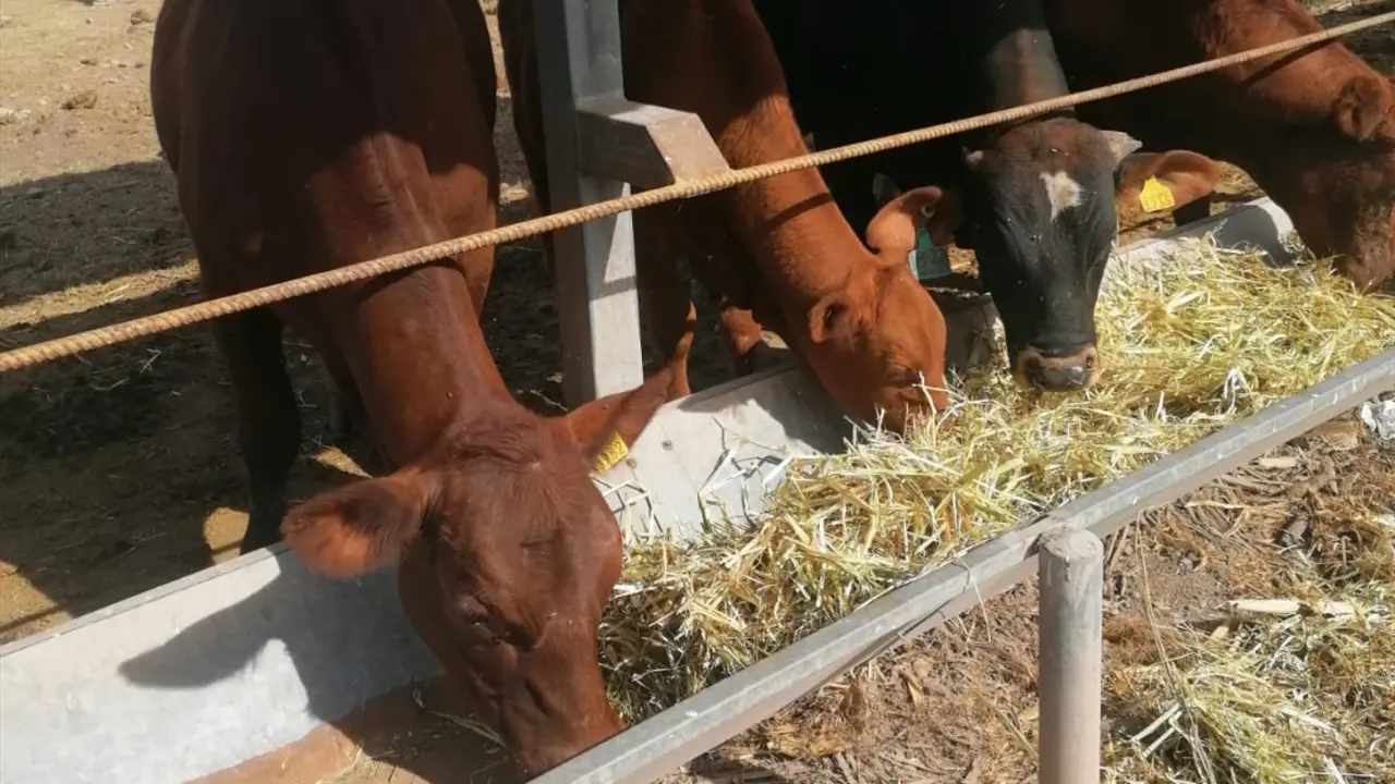 UGRS promueve el ensilado de sorgo temporal para el ganado de la región.