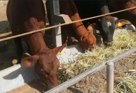 Llama UGRS a convertir el sorgo de temporal en alimento seguro para el ganado