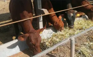 Llama UGRS a convertir el sorgo de temporal en alimento seguro para el ganado