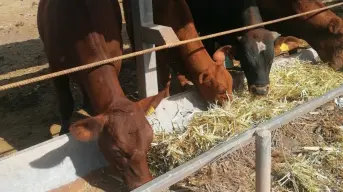 Llama UGRS a convertir el sorgo de temporal en alimento seguro para el ganado