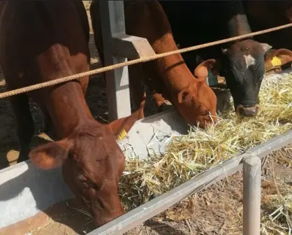 Llama UGRS a convertir el sorgo de temporal en alimento seguro para el ganado