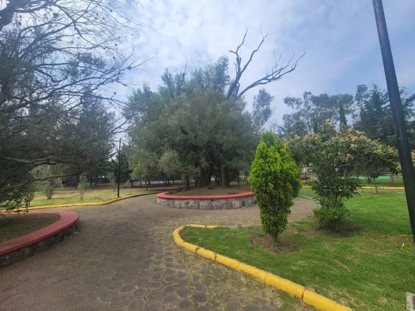 Existen más de 50 olivos centenarios en Tláhuac. Existen más de 50 olivos centenarios en Tláhuac. Foto: Luis Angel Lino Avalos