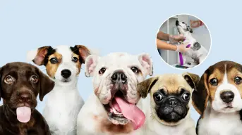 Querétaro planea tener hospital veterinario público en 2026