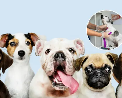 Querétaro planea tener hospital veterinario público en 2026