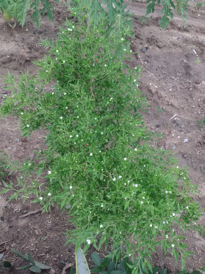 El huerto urbano en el andador Solidariad  en Barrancos II tiene diferentes frutos como chile chiltepín.