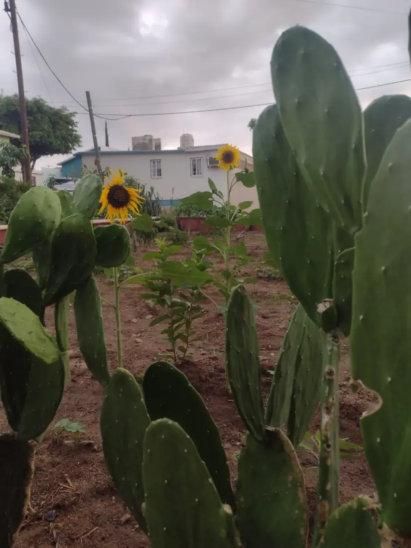 Los nopales también forman parte del huerto urbano.