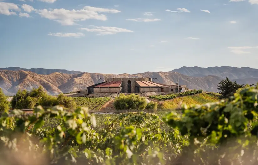 Prueba los mejores vinos en Viñedos Santo Tomas. Foto: Tripadvisor. 