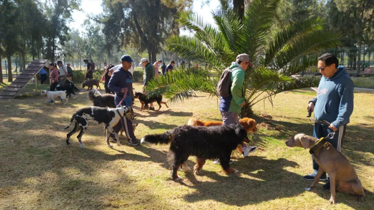 Disfruta junto a tu mascota de compañía de una jornada llena de actividades en el Festival para Perros en CDMX. Foto: Cortesía.
