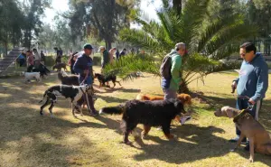 Celebra junto a tu mascota en el Festival para Perros en CDMX; actividades