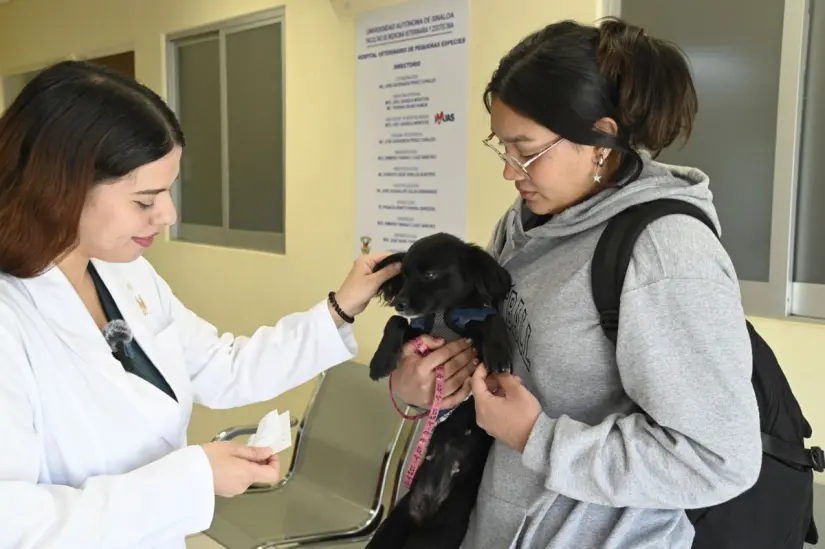 Problemas en la piel de mascotas por calor y humedad: lo que debes saber para protegerlas Problemas en la piel de mascotas por calor y humedad: lo que debes saber para protegerlas
