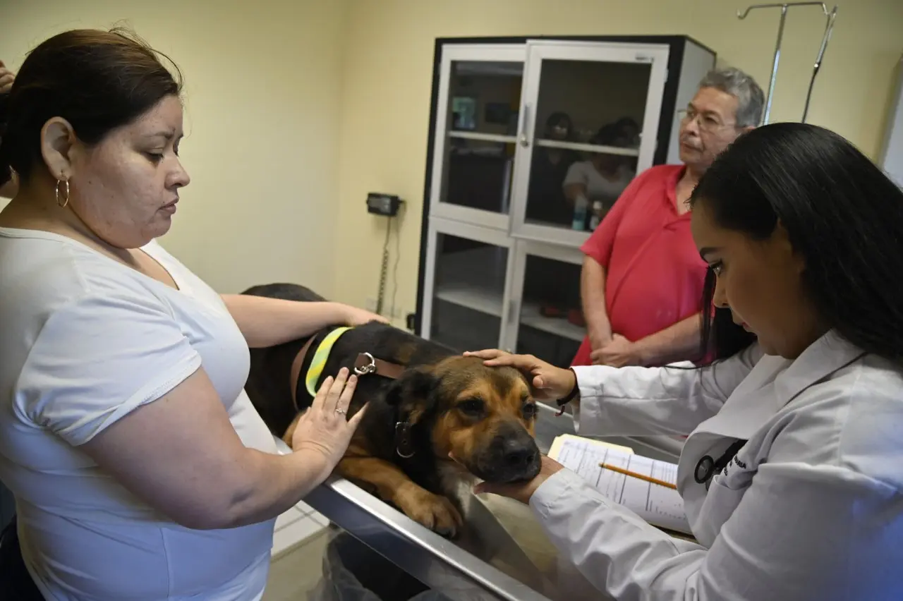 Clima húmedo y mascotas: cómo prevenir hongos y alergias en perros y gatos en Culiacán.