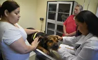 Problemas de piel en perros y gatos aumentan con el calor en Culiacán: así puedes prevenirlos