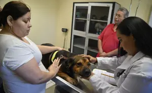 Problemas de piel en perros y gatos aumentan con el calor en Culiacán: así puedes prevenirlos