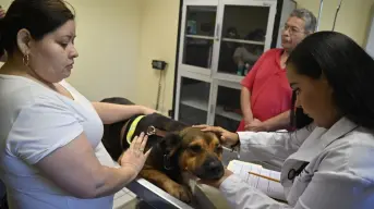 Problemas de piel en perros y gatos aumentan con el calor en Culiacán: así puedes prevenirlos