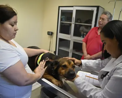 Problemas de piel en perros y gatos aumentan con el calor en Culiacán: así puedes prevenirlos