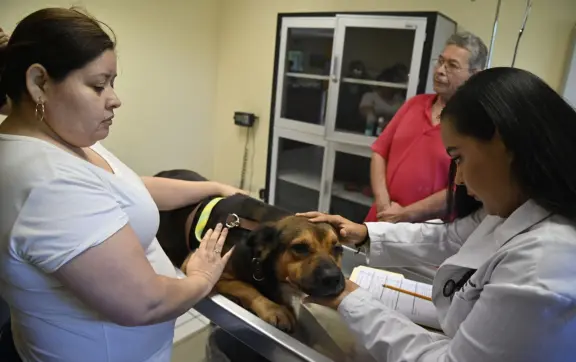 Problemas de piel en perros y gatos aumentan con el calor en Culiacán: así puedes prevenirlos