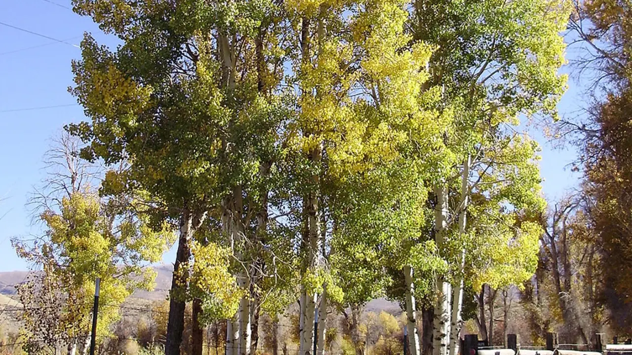 Este es el árbol más conocido en Durango por supuestamente temblar con el viento. Foto: Cortesía.