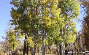 Álamo Temblón, un árbol situado en Durango famoso por su temblor cuando la brisa del viento se hace presente