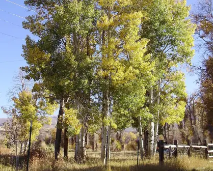 Álamo Temblón, un árbol situado en Durango famoso por su temblor cuando la brisa del viento se hace presente
