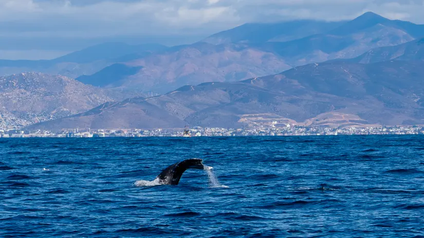 Llaman a cuidar las playas en verano.  Foto: Cortesía