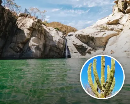 Baja California Sur; Cañón de la Zorra un oasis escondido en desierto en Los Cabos