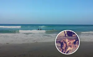 ¿Hay playas “Pet Friendly” en Baja California?
