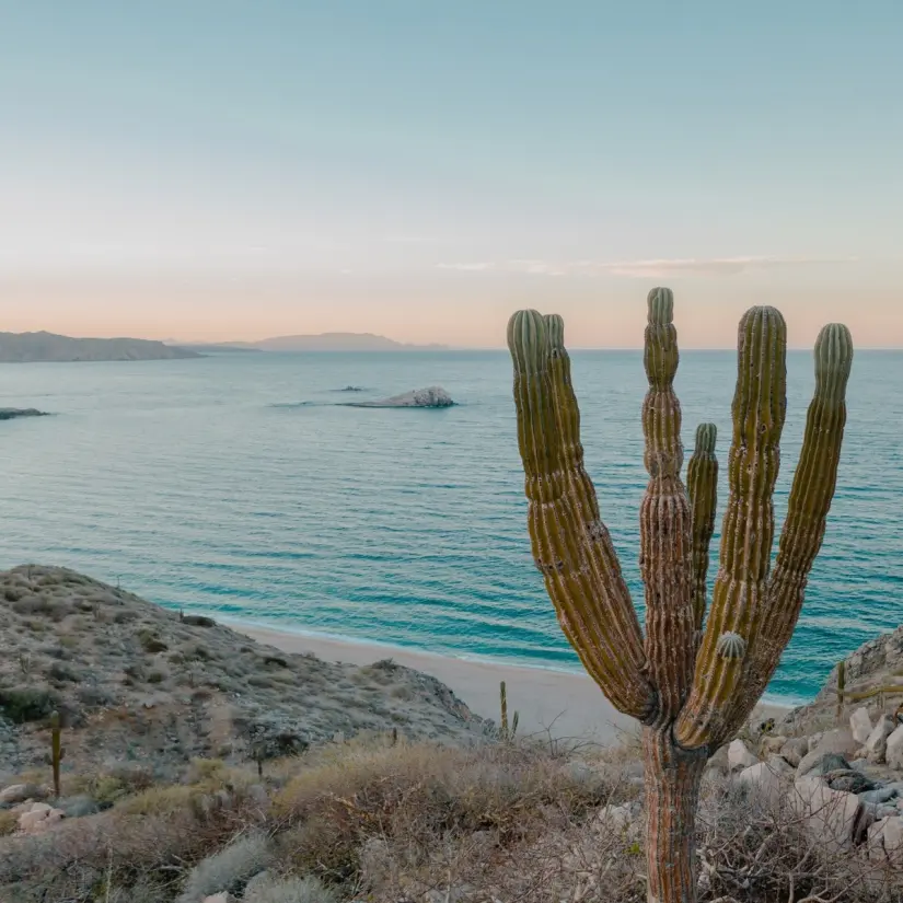 Descubre el paraíso escondido de Playa El Saltito. Foto: GO LA PAZ. 