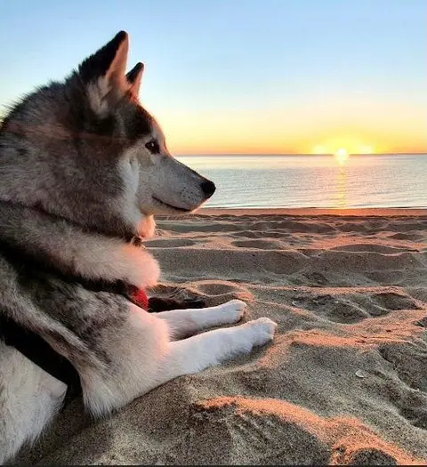 imagen recuadro Es esencial seguir algunas sugerencias con el fin de que la mascota puedan tener un mejor experiencia en la playa Foto: elsanctuariobaja (instagram)
