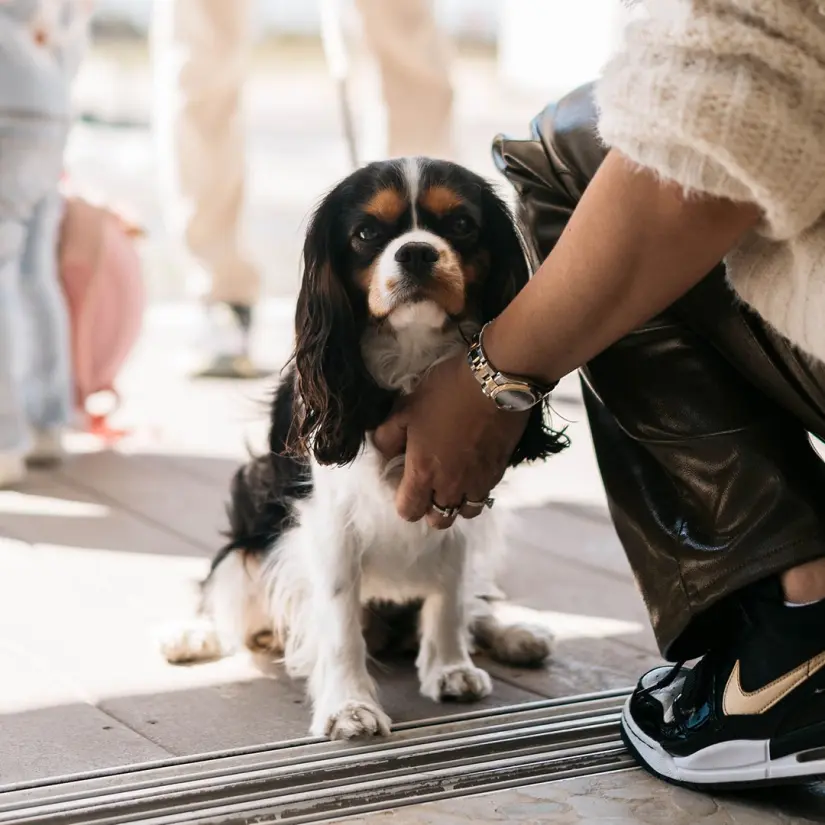 imagen recuadro Playas amigables con las mascotas permitidas y adaptada en Baja California Foto: pacifica_ens (Instagram)