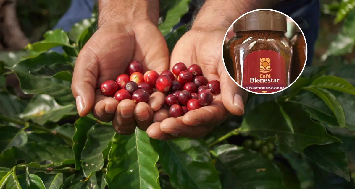 Ya está disponible el Café del Bienestar y lo puedes encontrar en cualquier Tienda del Bienestar. Foto: Cortesía.