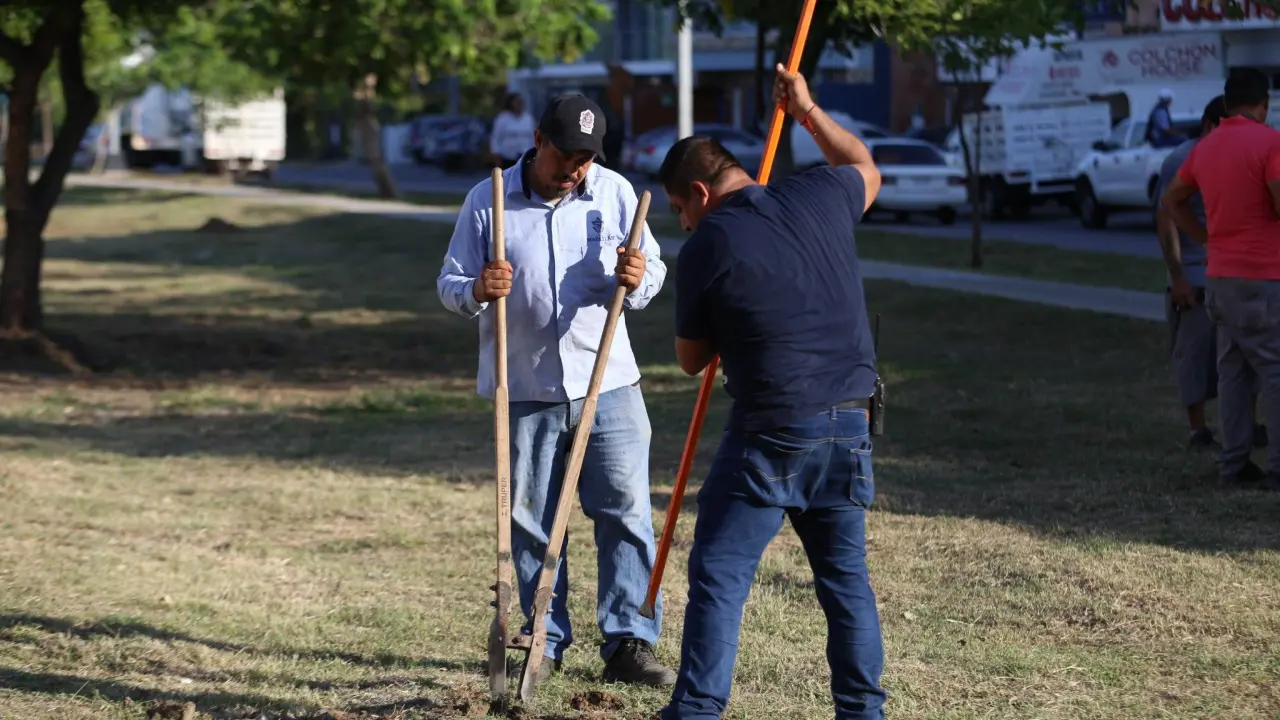Mazatlán impulsa reforestación con 5,500 árboles nativos para transformar sus espacios verdes.