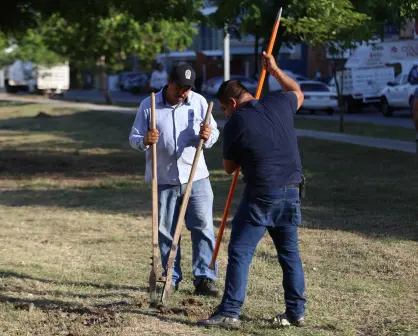 Mazatlán lanza reforestación con 5,500 árboles: entre ellos, amapa, jacaranda y neem para un entorno más verde