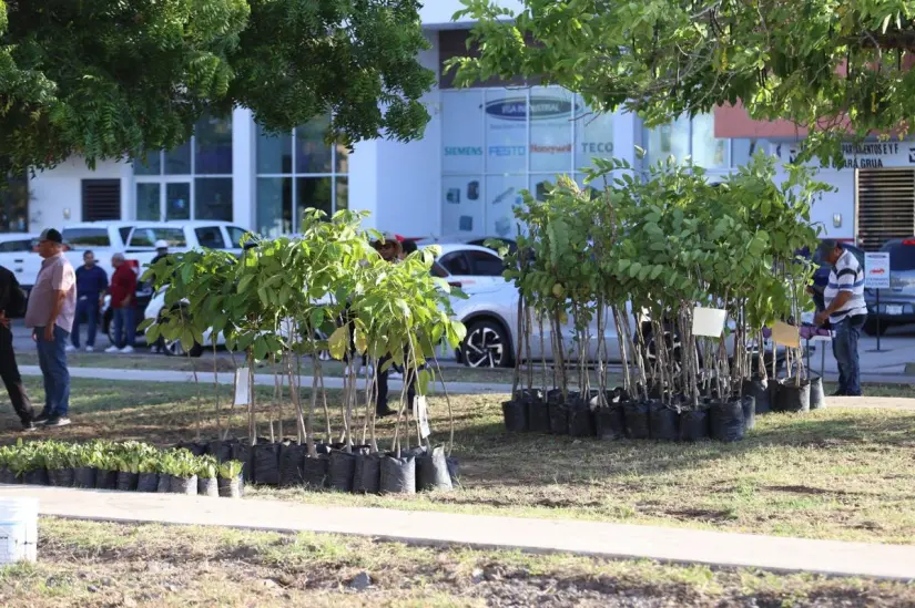 Tabachín, jacaranda, olivo negro, neem y cacahuananche árboles que se plantarán en Mazatlán. Tabachín, jacaranda, olivo negro, neem y cacahuananche árboles que se plantarán en Mazatlán.