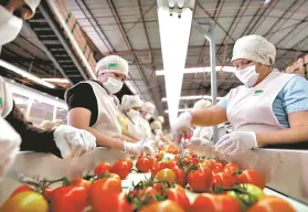 Empleo en Sinaloa 1er semestre 2025: entre desafíos y nuevas oportunidades