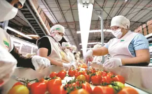 Empleo en Sinaloa 1er semestre 2025: entre desafíos y nuevas oportunidades