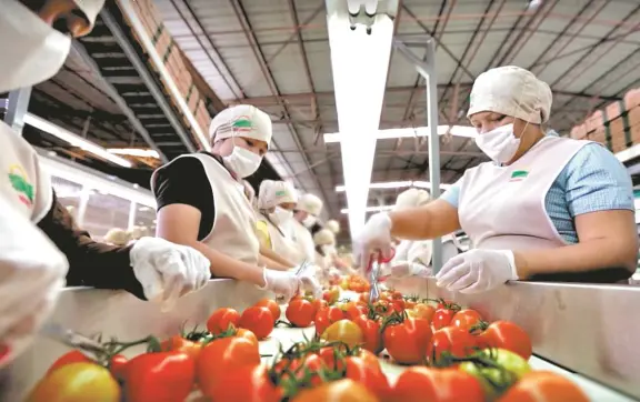 Empleo en Sinaloa 1er semestre 2025: entre desafíos y nuevas oportunidades
