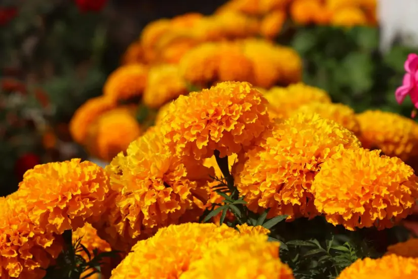 Flor de cempasúchil
