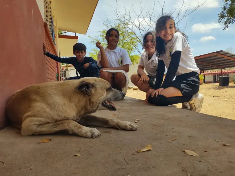 “Coco”, mascota y fiel compañero de la primaria 20 de Noviembre desde hace más de 8 años. Foto: Juan Madrigal