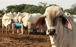 Llama la UGRS a evitar la venta de pánico de ganado en Sinaloa