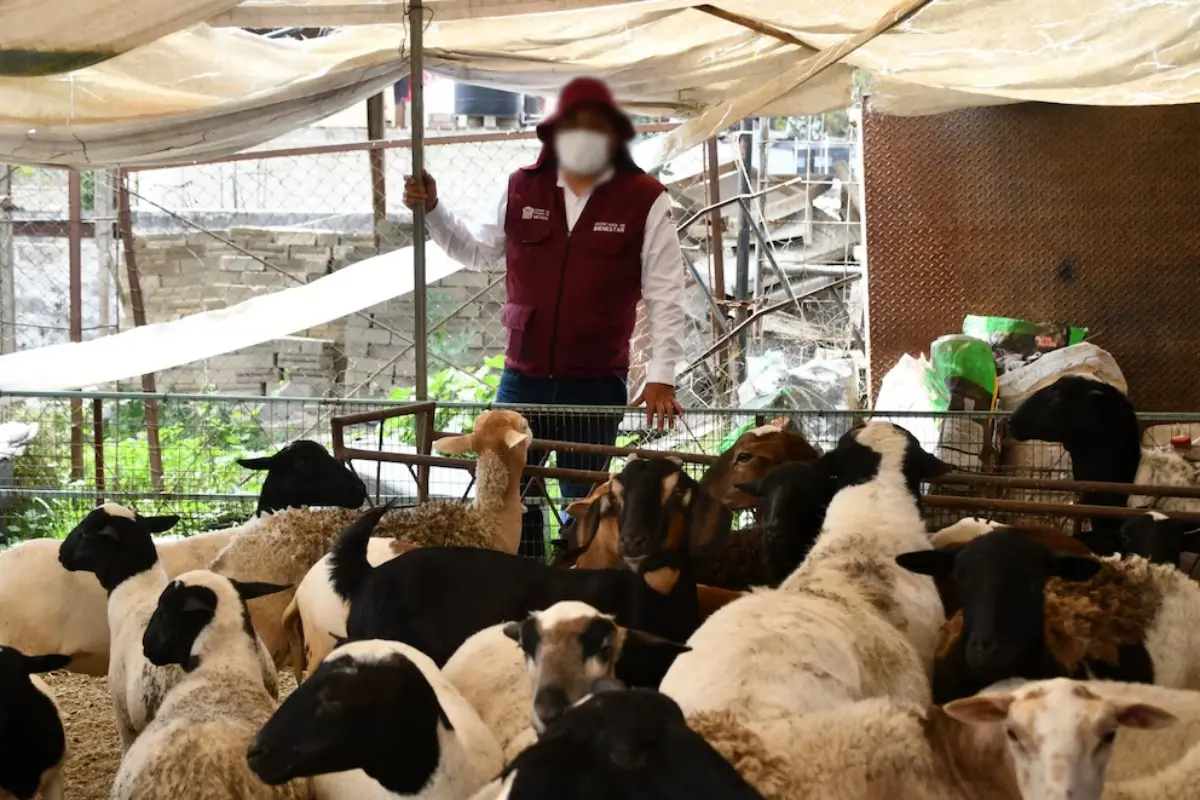 Los animales de granja y demás bienes fueron decomisados a grupos dedicados a la extorsión. Foto: Cortesía