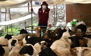 Operación Liberación: familias mexiquenses reciben animales y alimentos decomisados a criminales