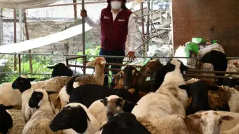 Operación Liberación: familias mexiquenses reciben animales y alimentos decomisados a criminales