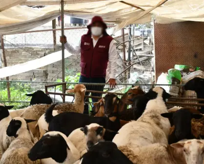 Operación Liberación: familias mexiquenses reciben animales y alimentos decomisados a criminales