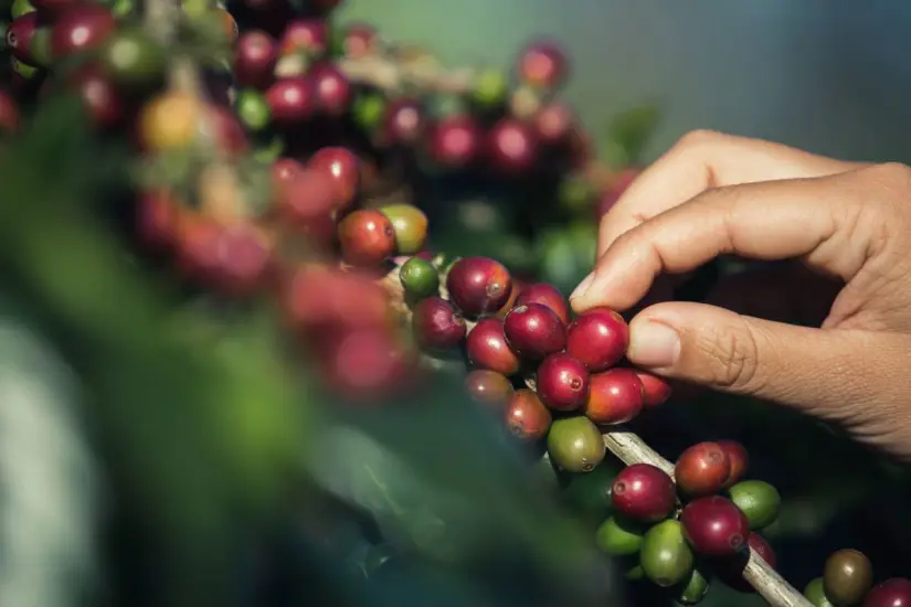 Conoce cómo llegar a las fincas cafetaleras de Puebla. Foto: Freepik,. Conoce cómo llegar a las fincas cafetaleras de Puebla. Foto: Freepik,.