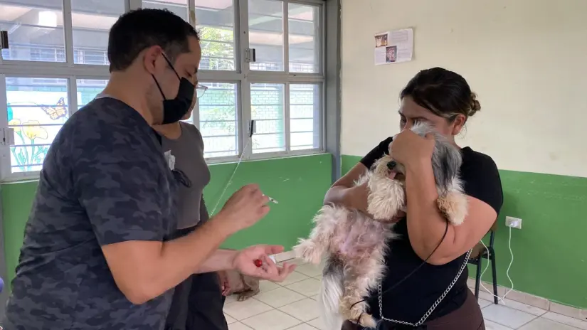 Con éxito se llevó a cabo la campaña de esterilización de perros y gatos Con éxito se llevó a cabo la campaña de esterilización de perros y gatos.