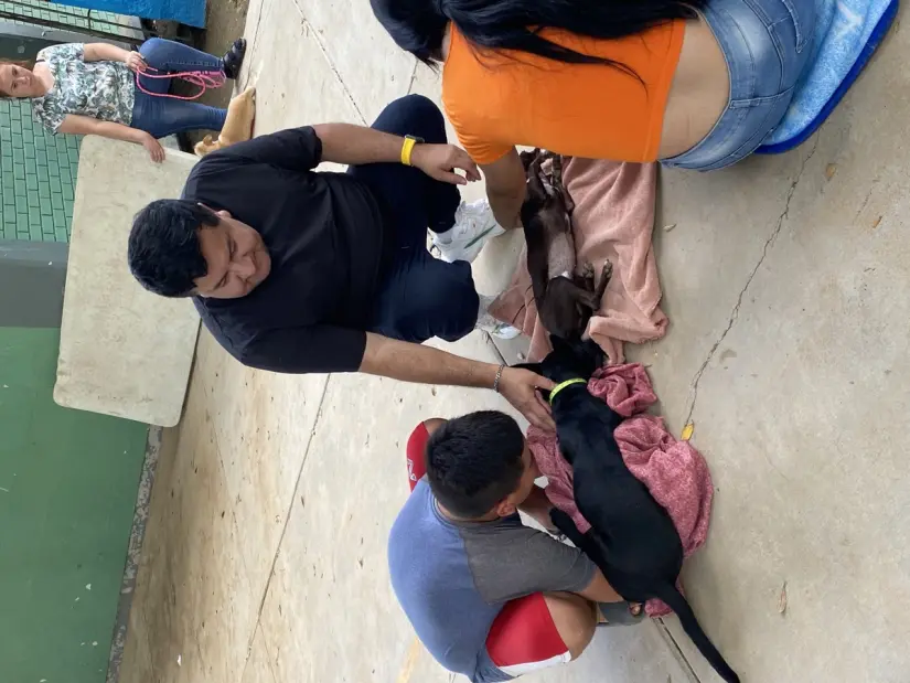 Con éxito se llevó a cabo la campaña de esterilización de perros y gatos Con éxito se llevó a cabo la campaña de esterilización de perros y gatos