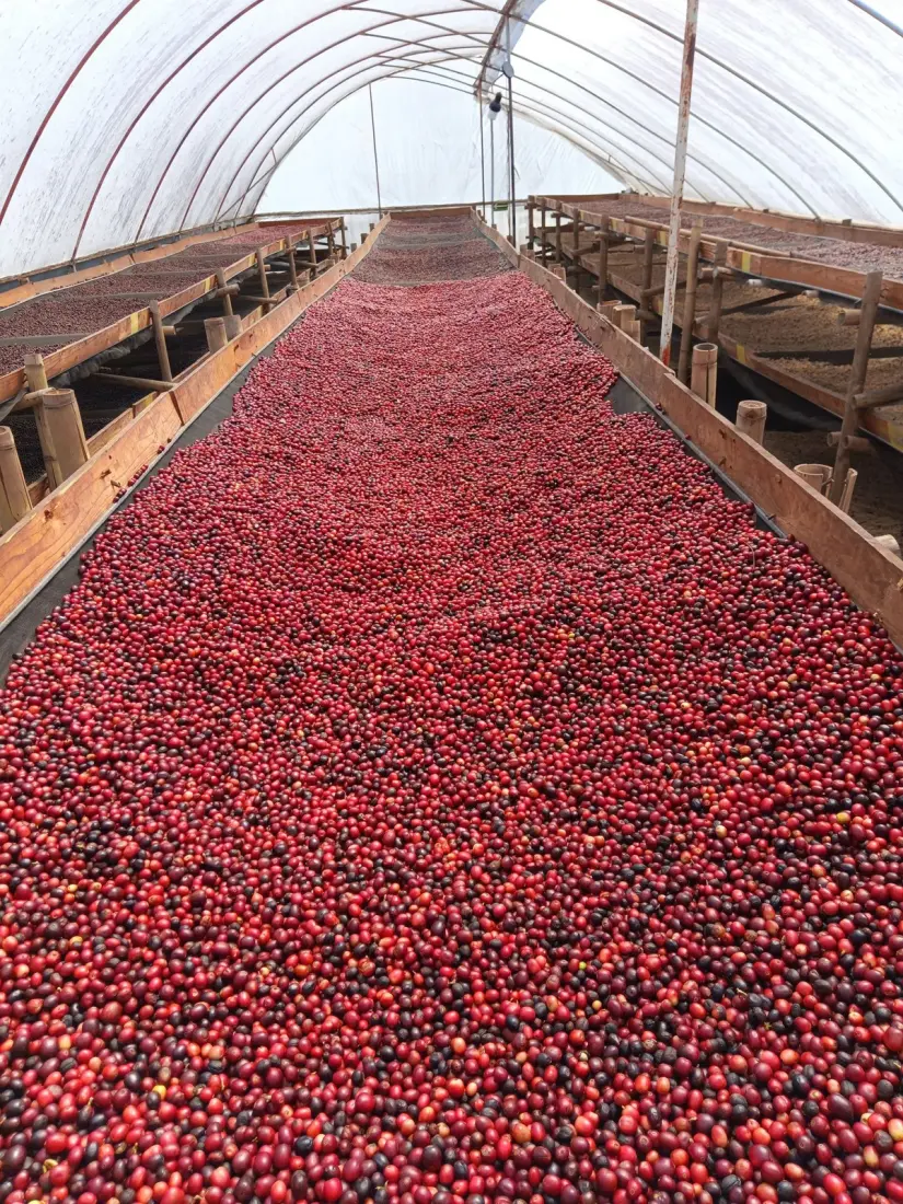Viaja hasta Finca El Recuerdo y prueba su más reciente cosecha. Foto: Café Finca El Recuerdo. Viaja hasta Finca El Recuerdo y prueba su más reciente cosecha. Foto: Café Finca El Recuerdo.