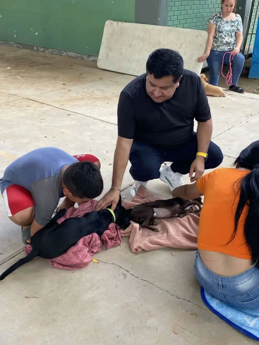 Con éxito se llevó a cabo la campaña de esterilización de perros y gatos